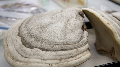 روسيا.. ابتكار مرهم من الفطر لعلاج الحروق الشديدة