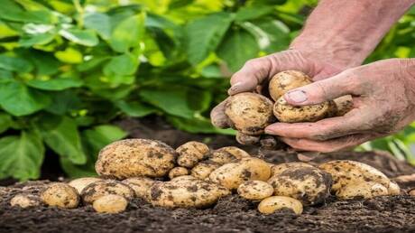 أسمدة روسية مبتكرة تضاعف محصول البطاطس أربع مرات