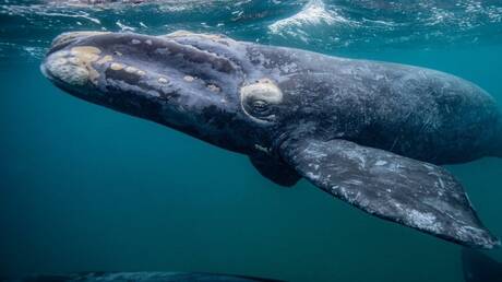 يعيش 200 عام!.. حوت غرينلندا يكشف سر العمر الطويل