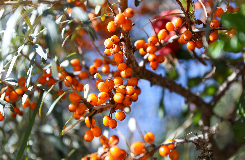 "المعجزة السيبيرية".. ثمرة صغيرة تحارب 3 أمراض قاتلة وتكافح التجاعيد