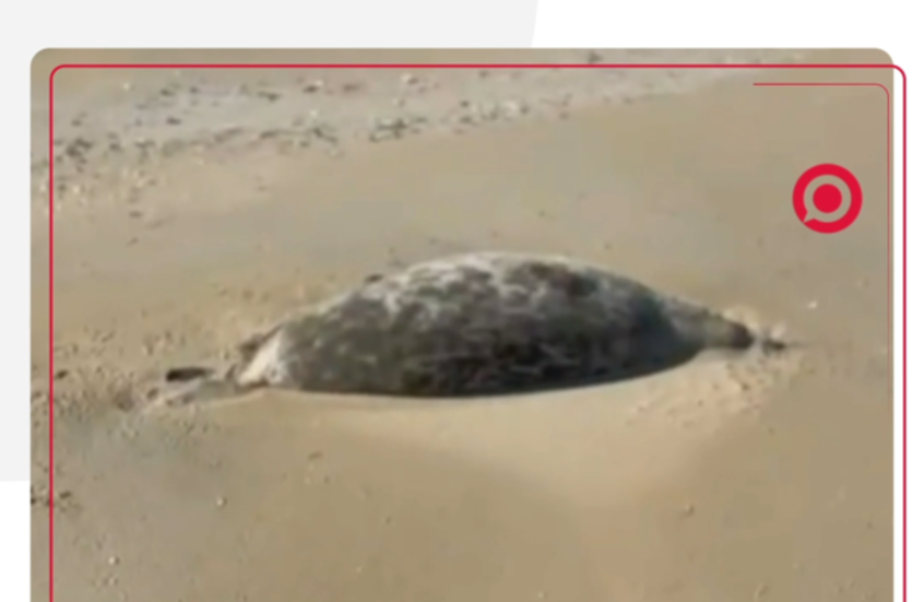 حيوانات مهددة بالانقراض نافقة تملأ أحد سواحل بحر القزوين