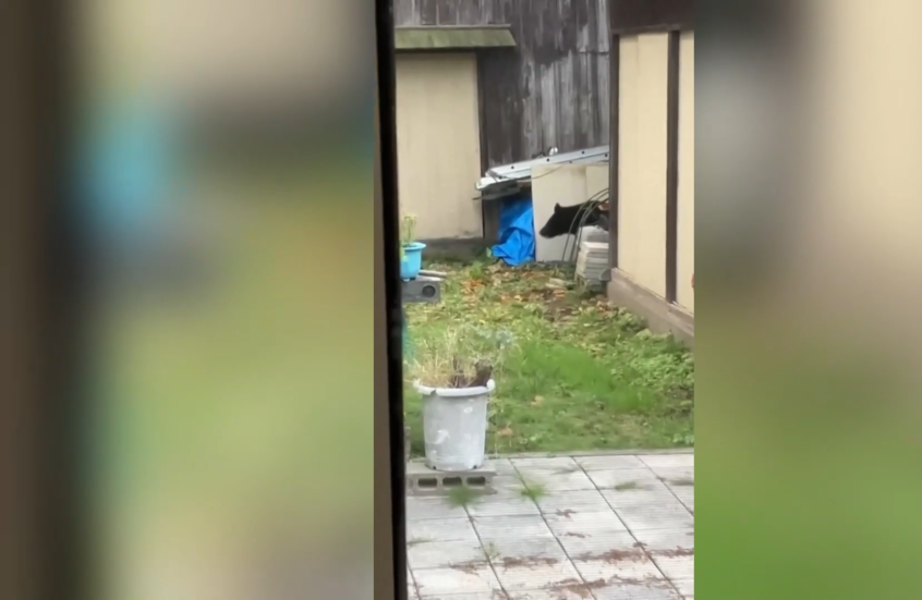 اليابان ترسل قوات عسكرية لمكافحة الدببة