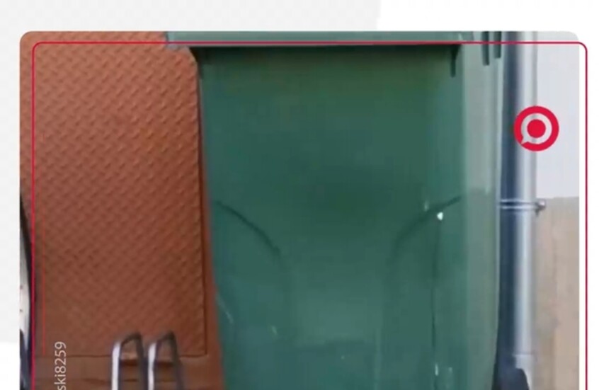 نورس لص يسرق خبز البوريك من كيس معلَّق على دراجة متوقفة