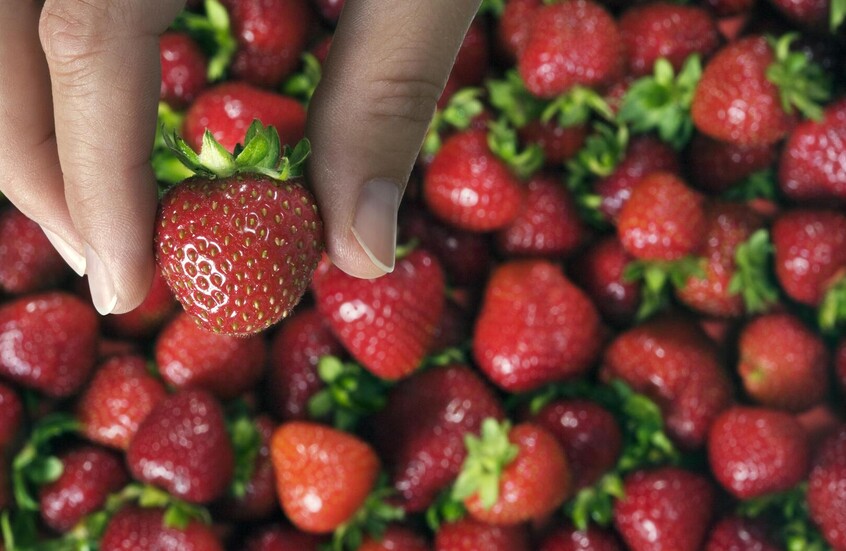 مخاطر الخفية للفراولة