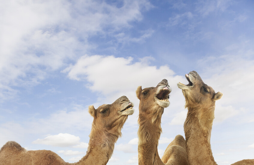 دماء اللاما والإبل تفتح آفاقا لعلاج أمراض بشرية مستعصية!