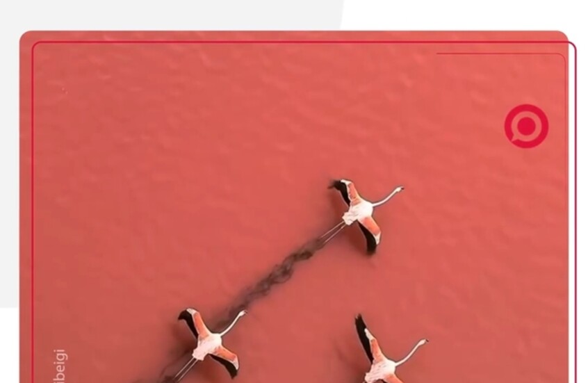 طيور فلامنغو تحلّق فوق بحيرة إيرانية تشتهر بلونها البرتقالي الأخّاذ