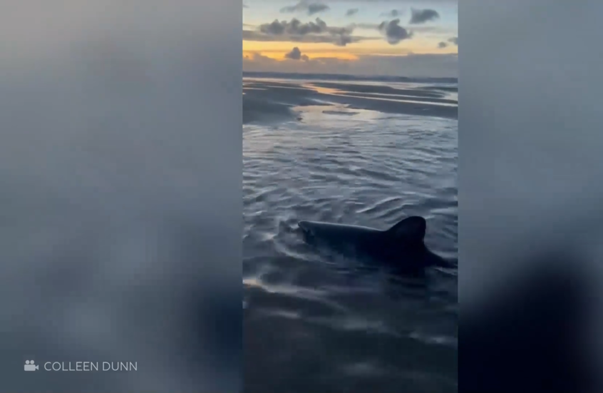 امرأة تنقذ سمكة قرش عالقة على أحد الشواطئ الأمريكية