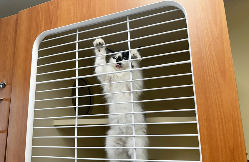 الإغلاق الحكومي في الولايات المتحدة يهدد حياة الحيوانات الأليفة 