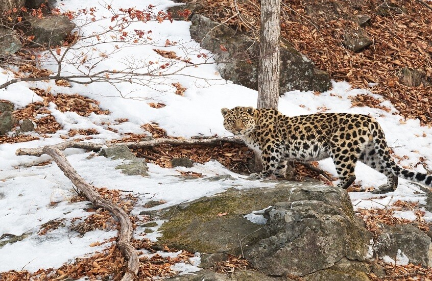 روسيا تُعيد النمور الآمور والفهود الثلجية من حافة الانقراض