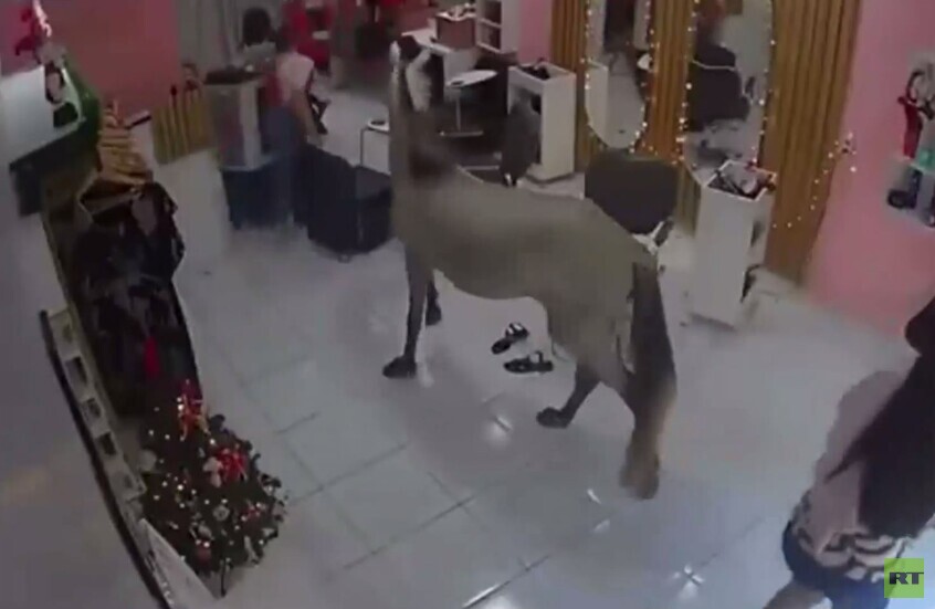 البرازيل.. حصان يقتحم صالون تجميل