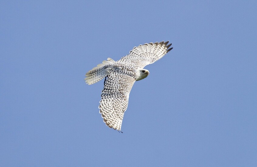 روسيا.. سجن عراقي 6 سنوات بتهمة محاولة تهريب صقور مهددة بالانقراض