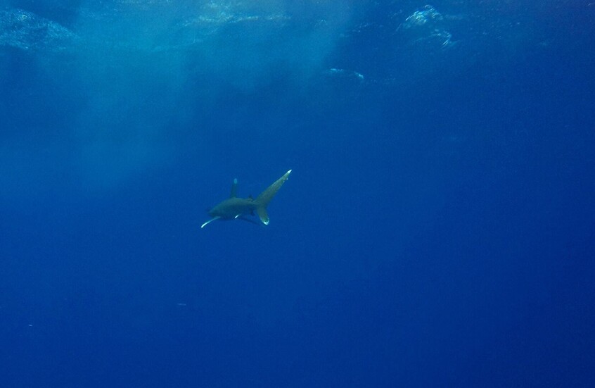 مصر.. تعويض كبير لسائحة تعرضت لهجوم عنيف من سمكة قرش
