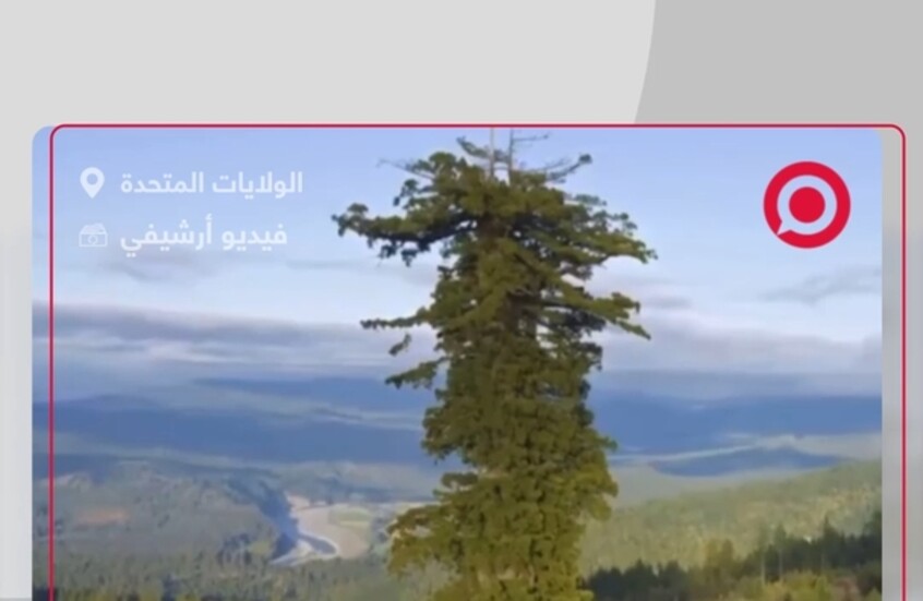 مشهد فريد ونادر لأطول شجرة على وجه الأرض بارتفاع يبلغ 115.85 متر