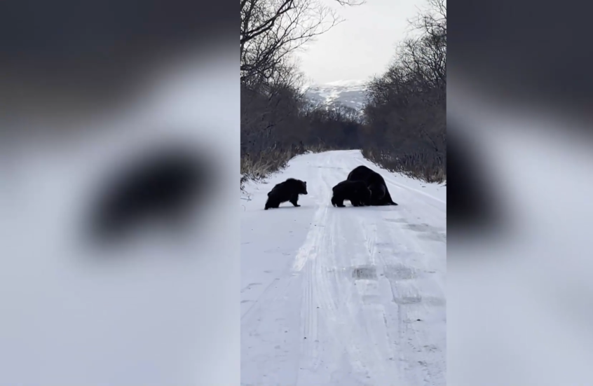 شاهد.. دببة تحرم صيادا من غنيمته في روسيا