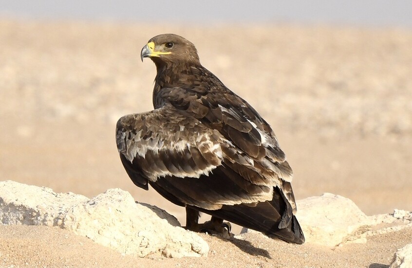 رصد طائر نادر مهدد بالانقراض في دولة عربية