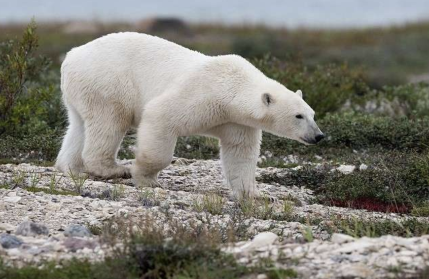 كندا.. دب يهاجم مجموعة طلاب ومعلمين ويصيب 11 بينهم حالتان حرجتان