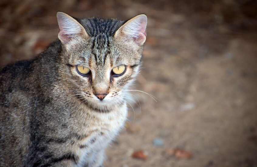 نيوزيلندا تعلن الحرب على القطط