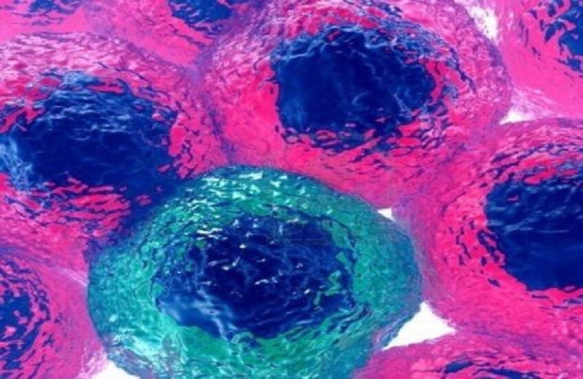 كائن دقيق غامض يظهر بعد موت هدبيات بحرية ويغير فهمنا لتطور الخلايا