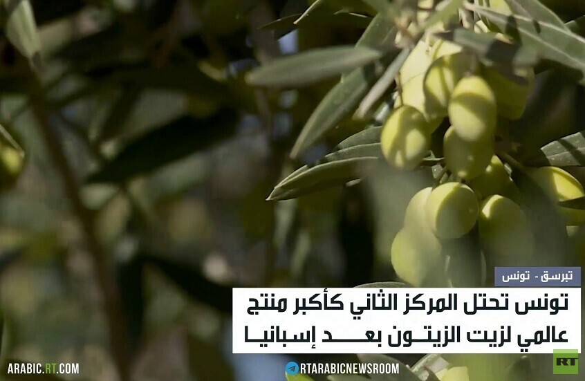 زيت الزيتون.. كنز تونس الأخضر