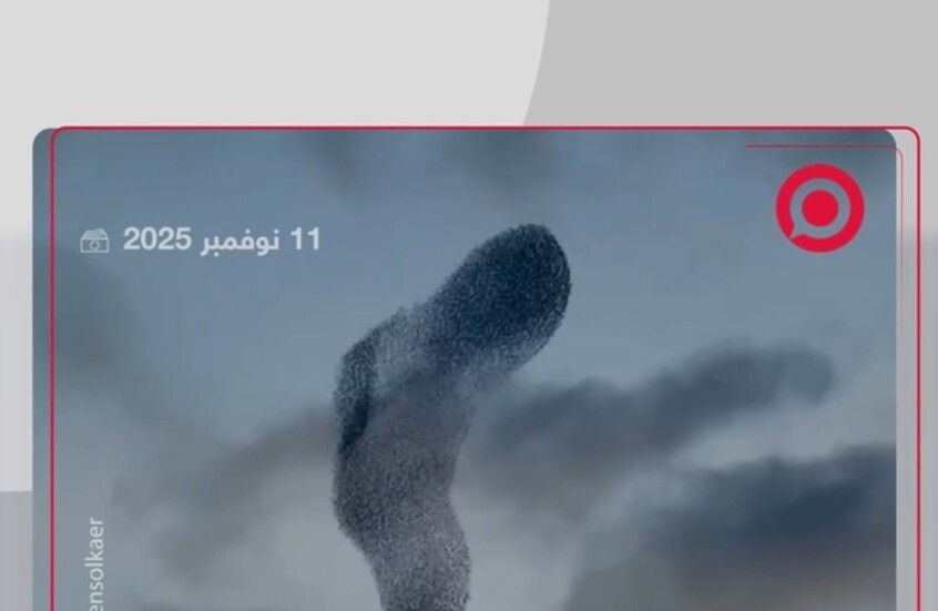 أسراب من طيور الزرزور ترسم لوحة ثلاثية الأبعاد في سماء جزيرة إيطالية