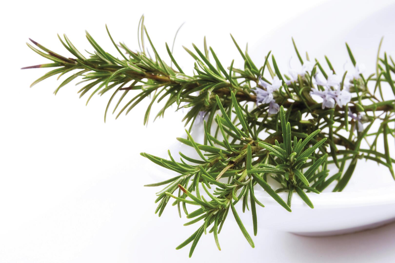 مركب في إكليل الجبل يساعد على التئام الجروح