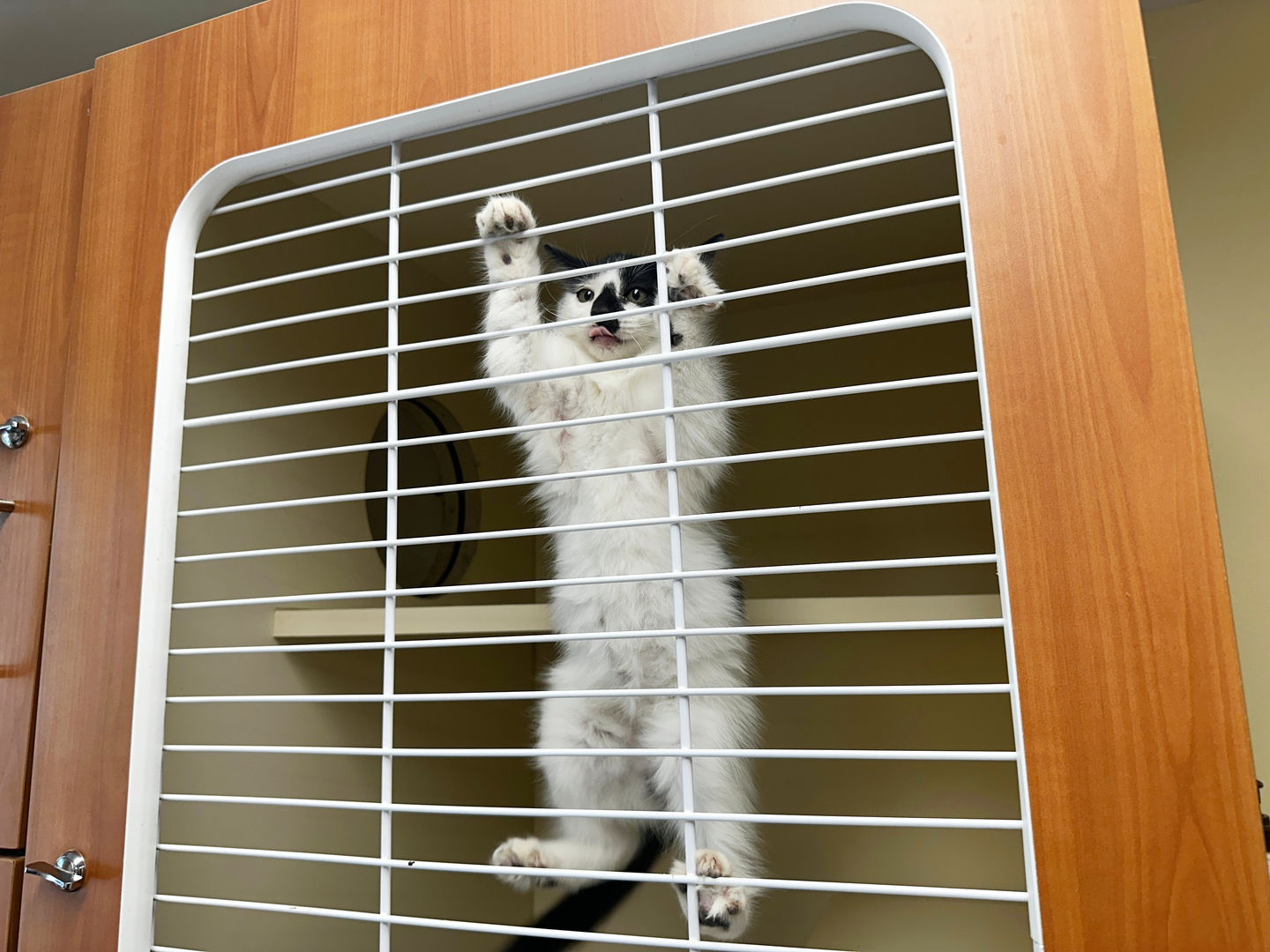 الإغلاق الحكومي في الولايات المتحدة يهدد حياة الحيوانات الأليفة 