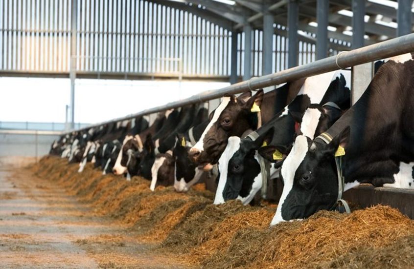 الحمى القلاعية تقلق المصريين.. ما حقيقة اللحوم المصابة في الأسواق؟