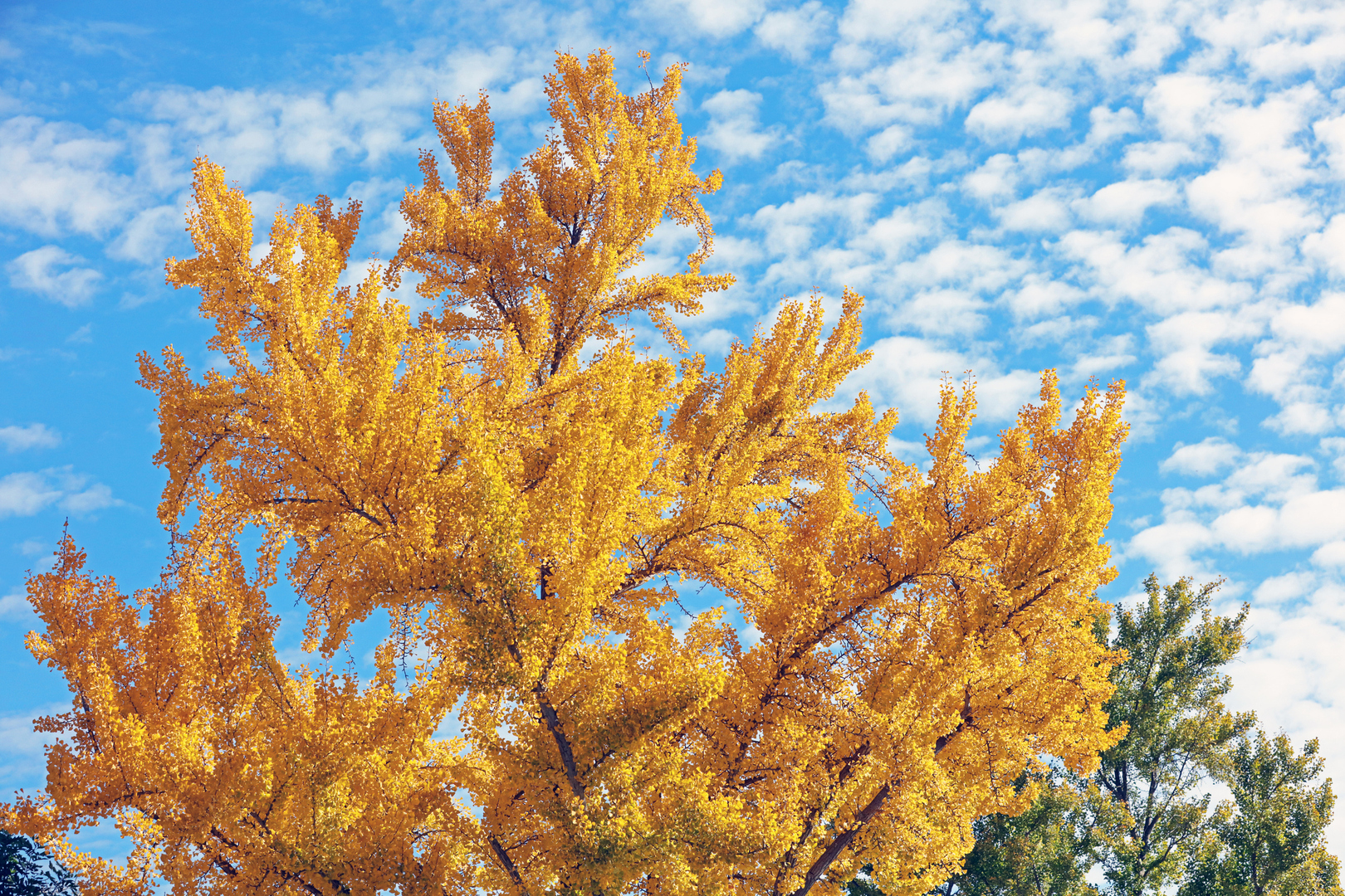 أشجار من عصر الديناصورات تخنق كاليفورنيا برائحة "كريهة"!