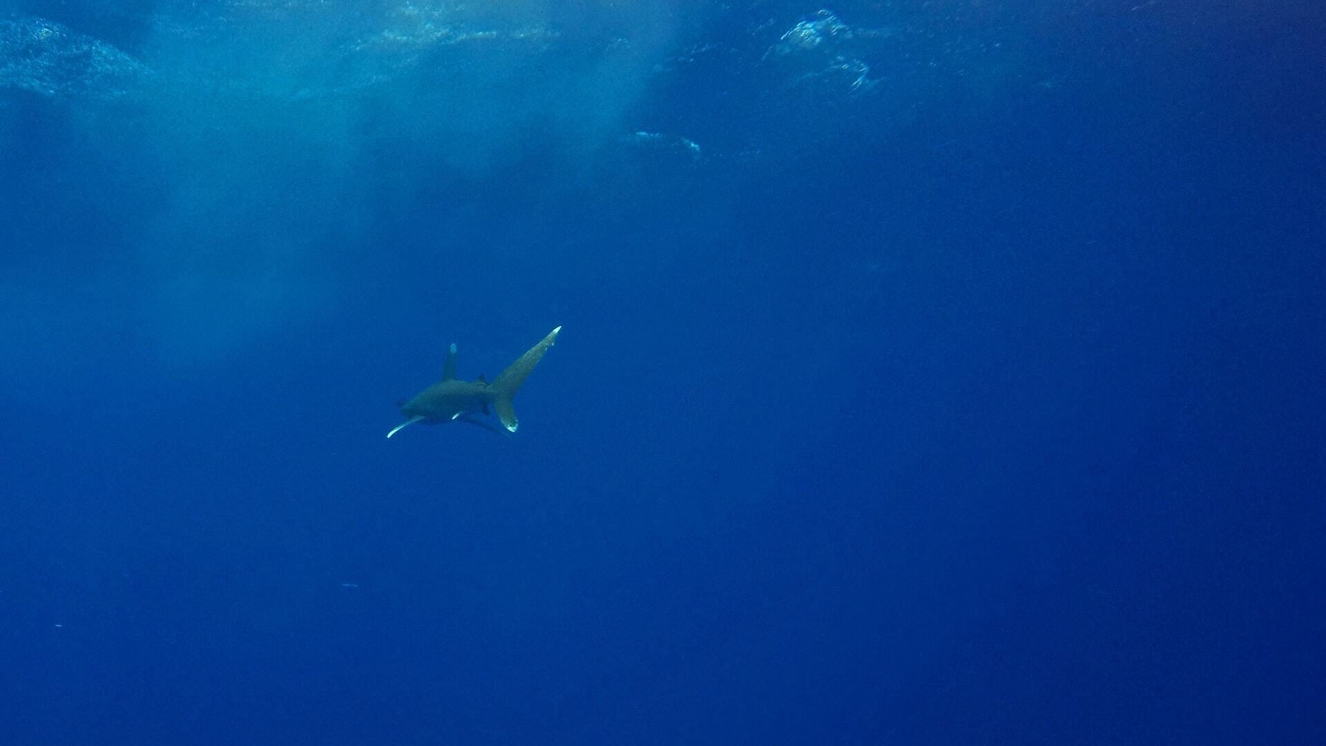 مصر.. تعويض كبير لسائحة تعرضت لهجوم عنيف من سمكة قرش