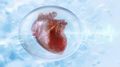 إنجاز ثوري.. إعادة تفعيل جين يتوقف بعد الولادة يمكن القلب البشري من إصلاح نفسه ذاتيا! - عاجل 