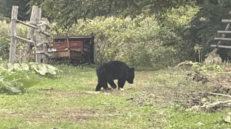 السفارة الصينية في اليابان تحذر مواطنيها من تصاعد هجمات الدببة في البلاد