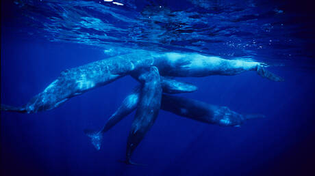 علماء يفكون "شفرة لغوية" متطورة للحيتان تحاكي خصائص الكلام البشري