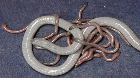 حالة نادرة.. ديدان مسطحة تنمو برأسين بشكل طبيعي!