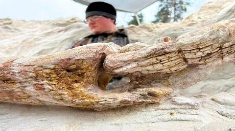 روسيا.. اكتشاف جذع شجرة ديفونية نادر يثير اهتمام العلماء