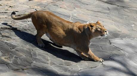 لبؤة تقتل رجلا اقتحم حظيرتها في حديقة حيوان بالبرازيل