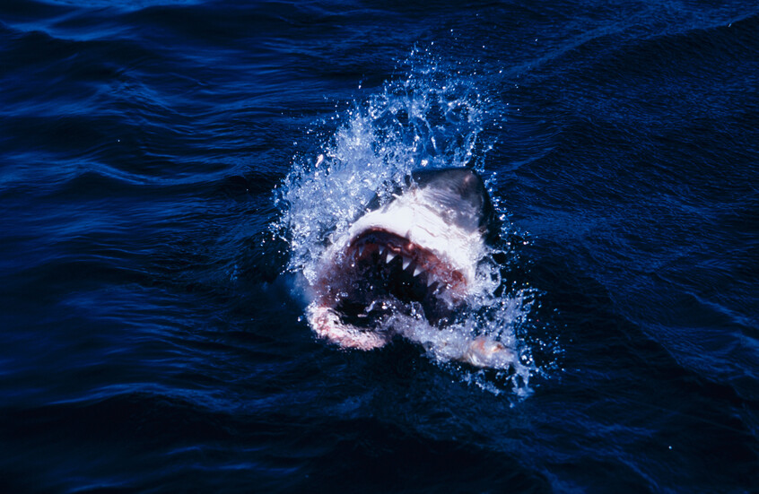 أستراليا.. مقتل امرأة وإصابة رجل في هجوم سمكة قرش