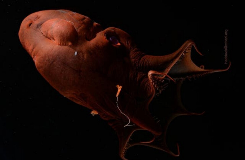 "الحبار مصاص الدماء".. علماء يفكون شفرة الجينوم الكامل لأغرب مخلوق بحري