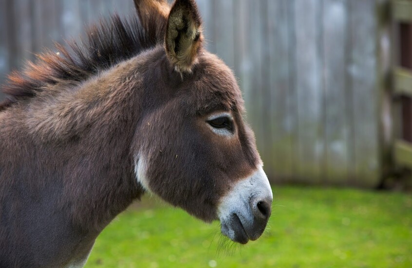 خيار مثير للجدل.. ألمانيا تفتح أبوابها لحمير غزة وتغلقها أمام أطفالها!