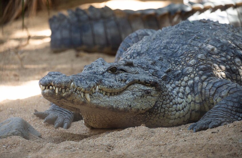 مصر.. تدخل عاجل بعد ظهور تماسيح في الشرقية