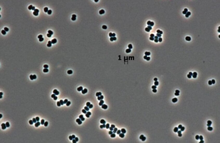 بكتيريا "تتظاهر بالموت" داخل أشد المنشآت الأرضية تعقيما!