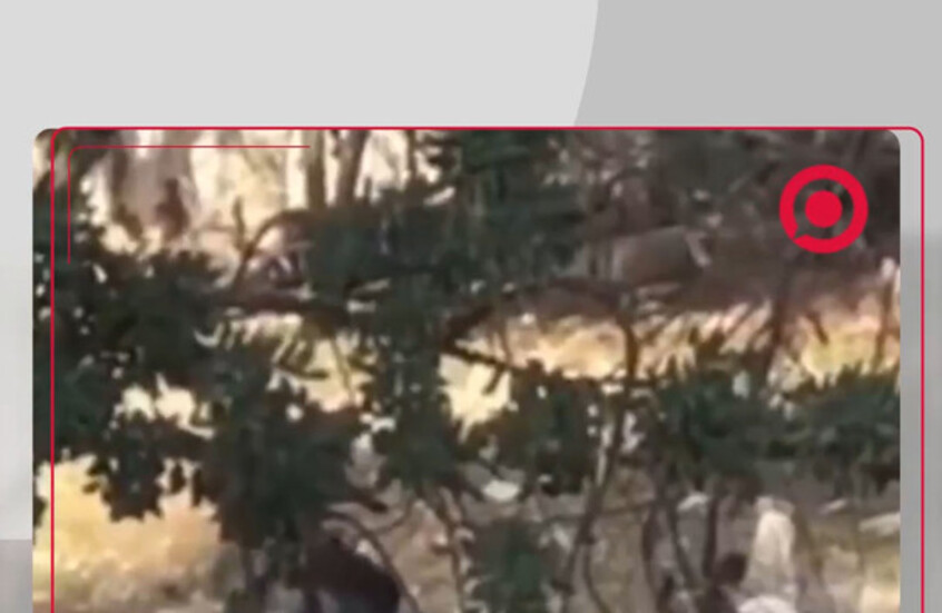 في مشهد يثير الغضب: جندي إسرائيلي ينبش قبرا خلال اجتياح جنين