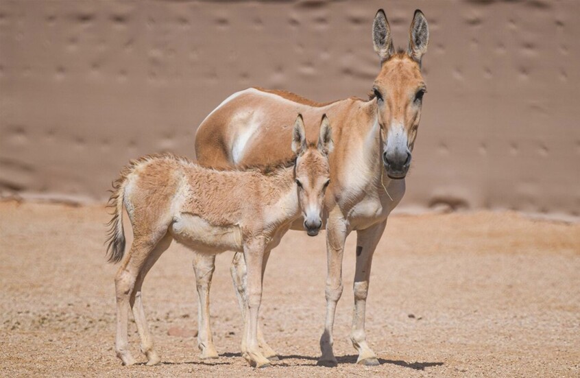 السعودية.. الحمار البري يجوب محمية الأمير محمد بن سلمان من جديد
