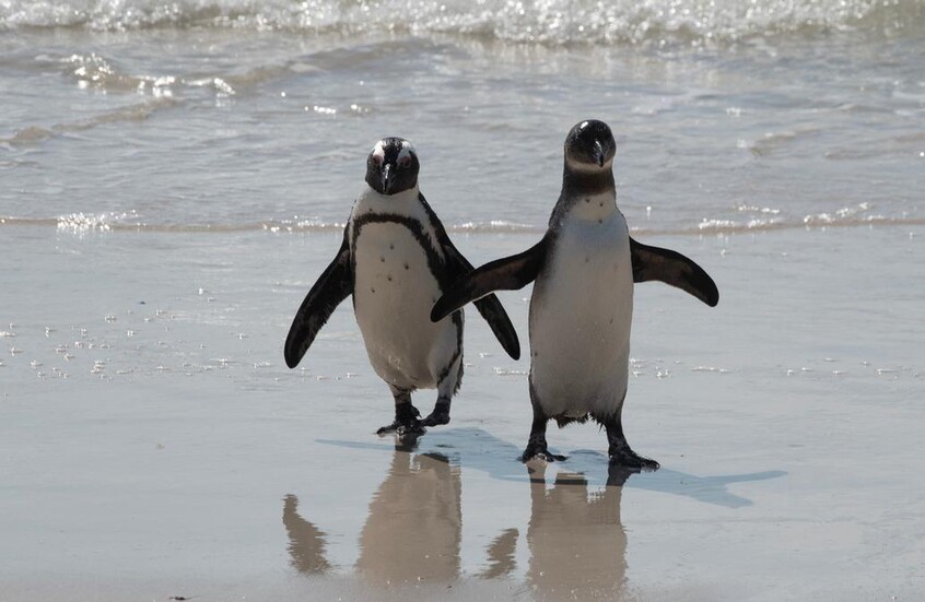 البطريق الإفريقي على حافة الانقراض بعد نفوق 95% من مستعمرتين رئيسيتين