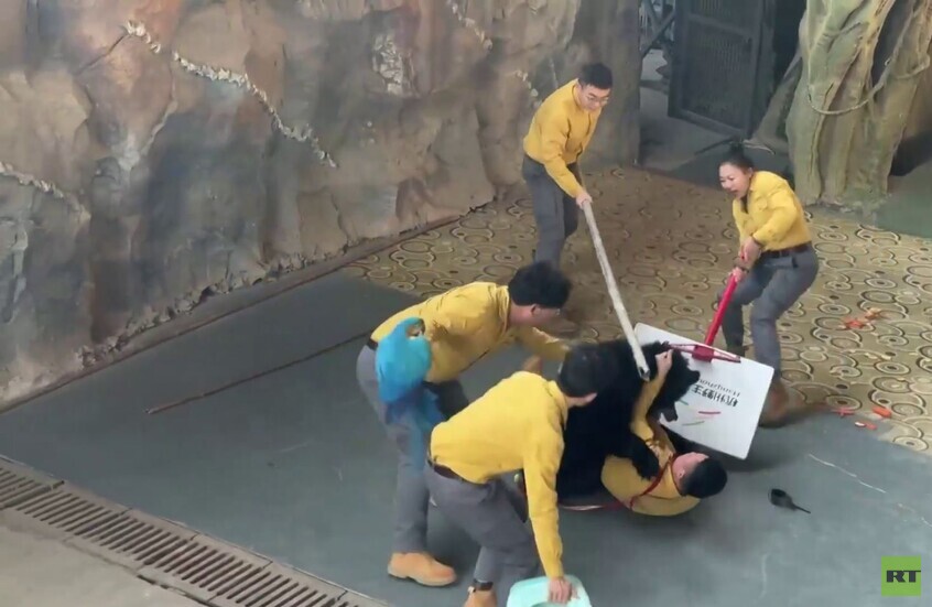 الصين.. دب يهاجم مدربه خلال عرض في حديقة سفاري