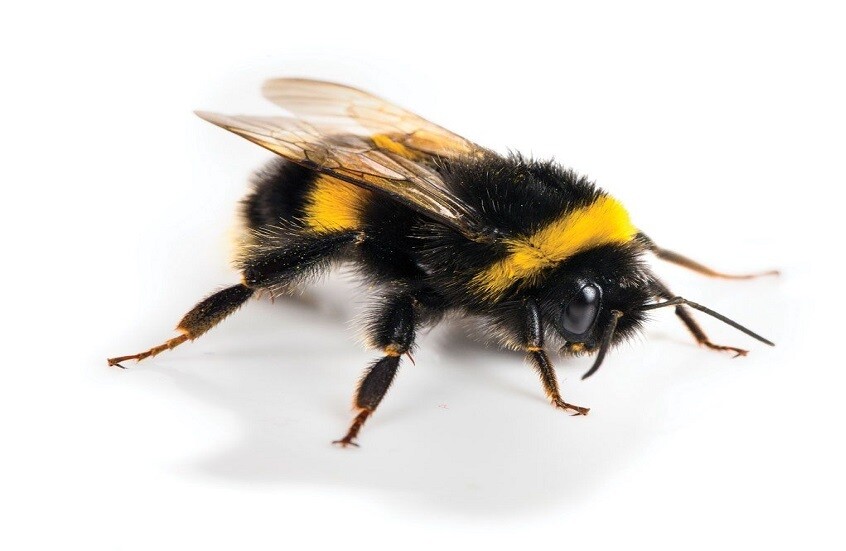 دراسة تكشف أن المشاعر الإيجابية تنتقل بصريا بين النحل الطنان وتؤثر في سلوك المستعمرة بالكامل