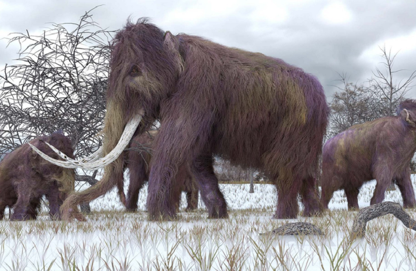 اكتشاف مفاجئ يغير فهمنا لوجود الماموث في العصر الحديث