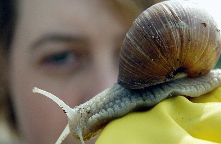 تكنولوجيا روسية صديقة للبيئة تعيد تدوير نفايات الرخويات لتنقية المياه