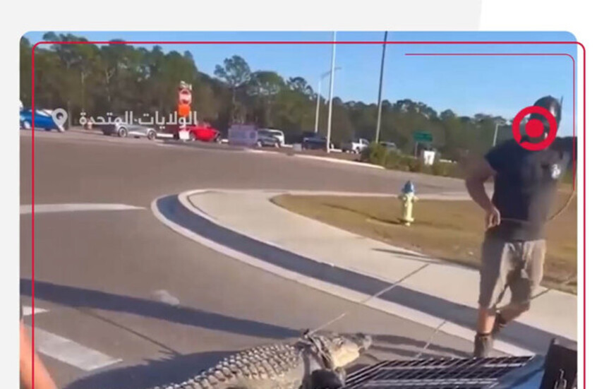 رجال الشرطة يلقون القبض على تمساح عملاق في فلوريدا