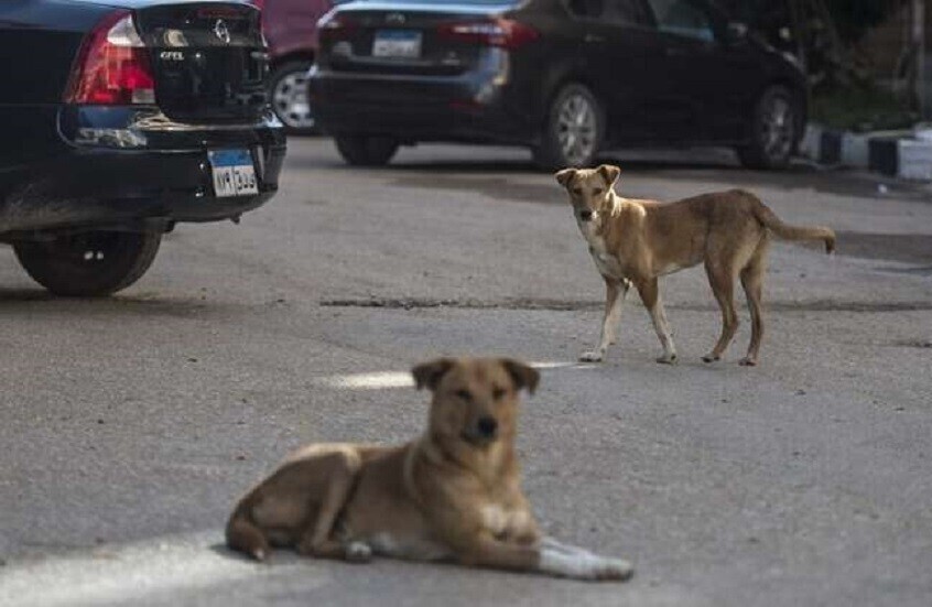 مصر.. خطة لاحتواء ظاهرة الكلاب الضالة تتضمن استئصال أعضائها التناسلية