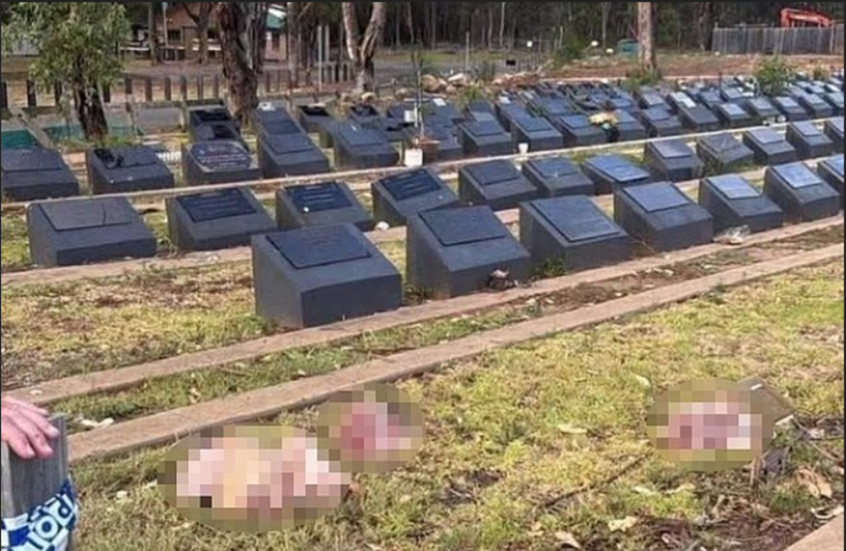 تدنيس مقبرة إسلامية في سيدني برؤوس خنازير (صور)